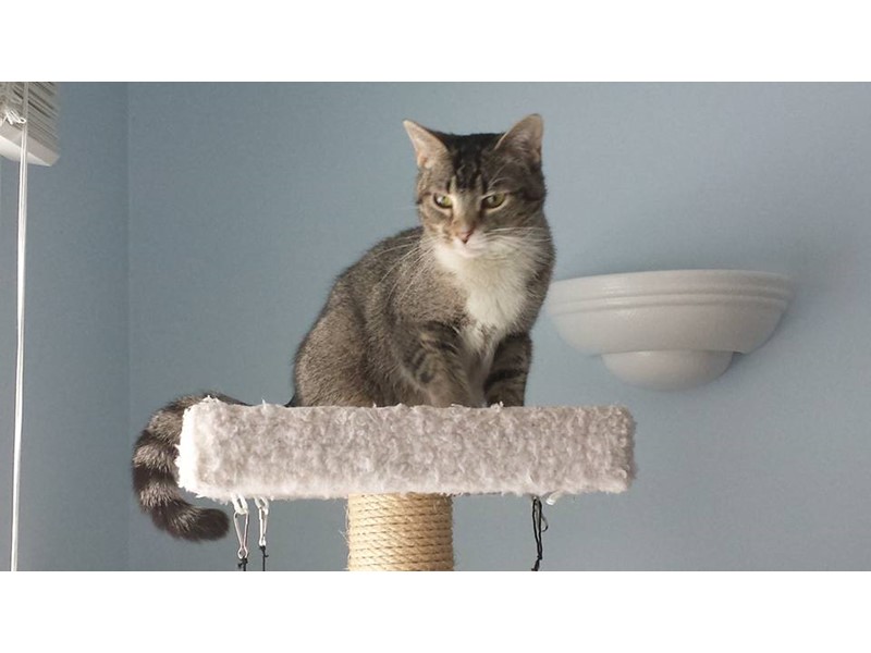 Pet Photo