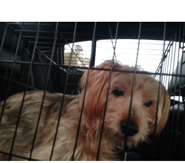 Mikey is missing in Metairie, Louisiana 70003 - Petkey ™ Mikey is missing in Metairie, Louisiana 70003 - Petkey ™