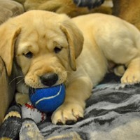 Lost Pet Image
