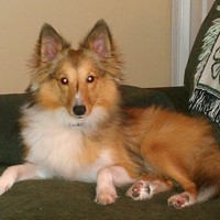 Lost Pet Image