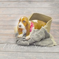 Lost Pet Image