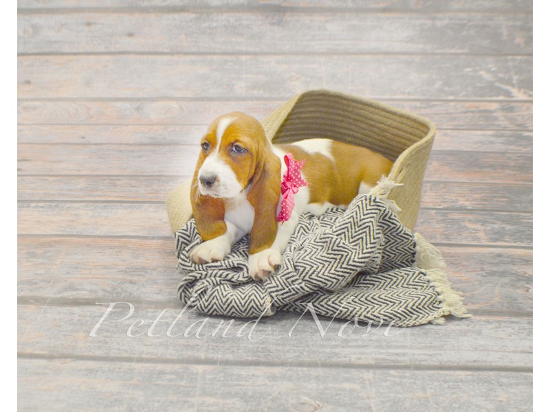 Pet Photo