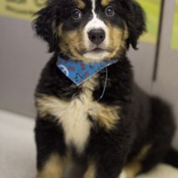 Lost Pet Image