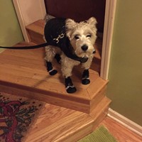 Lost Pet Image