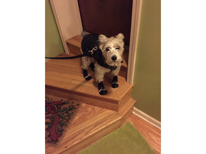 Pet Photo