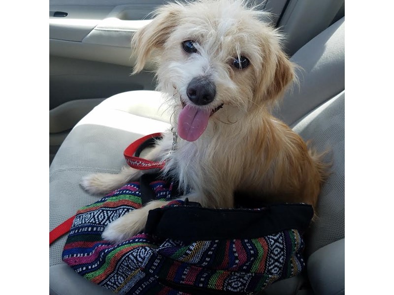 Pet Photo