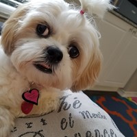 Lost Pet Image