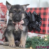 Lost Pet Image