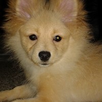 Lost Pet Image