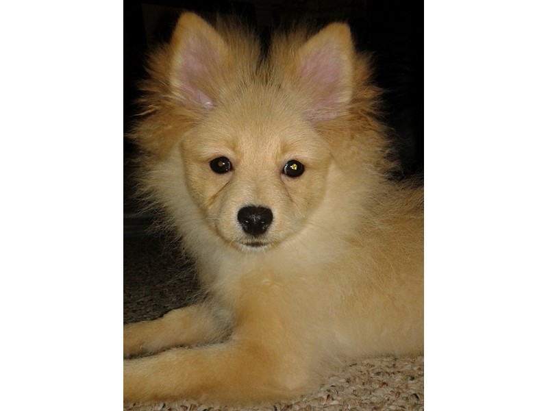 Pet Photo