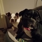 Arrow, Boston Terrier, lost pet near Milwaukee, WI