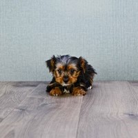 Lost Pet Image
