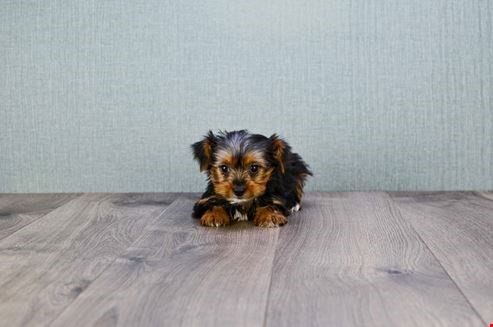 Pet Photo