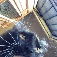 Lost Pet Image