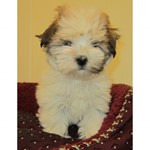Lexi, Lhasa Apso, lost pet near Addison, IL