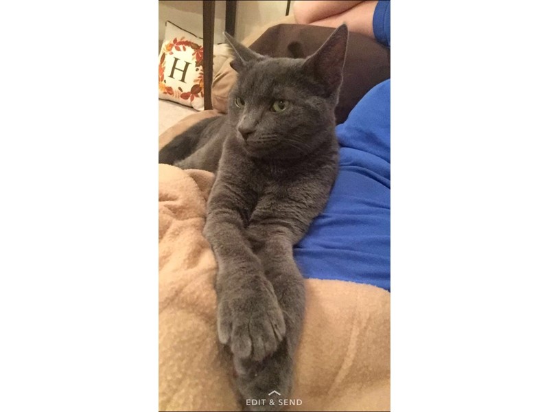 Pet Photo