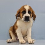 Sebastian, Saint Bernard, lost pet near Wichita, KS