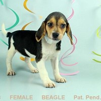 Lost Pet Image