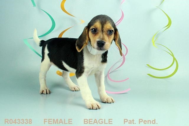 Pet Photo