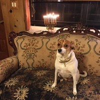 Lost Pet Image