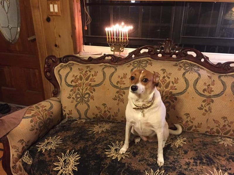 Pet Photo