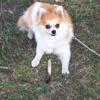 Lost Pet Image