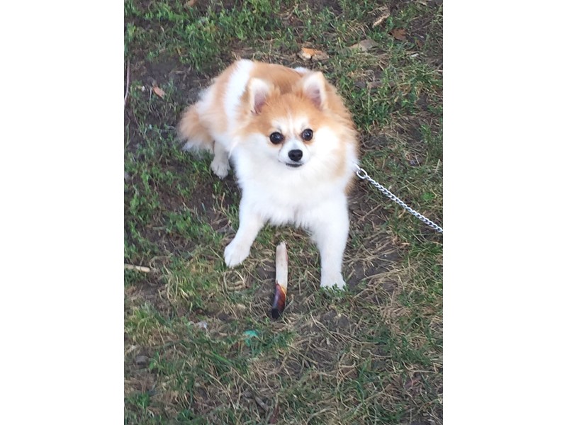 Pet Photo