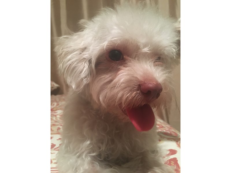 Lost Dog Terrier Mix in RIVERSIDE, CA - Lost My Doggie