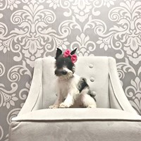 Lost Pet Image