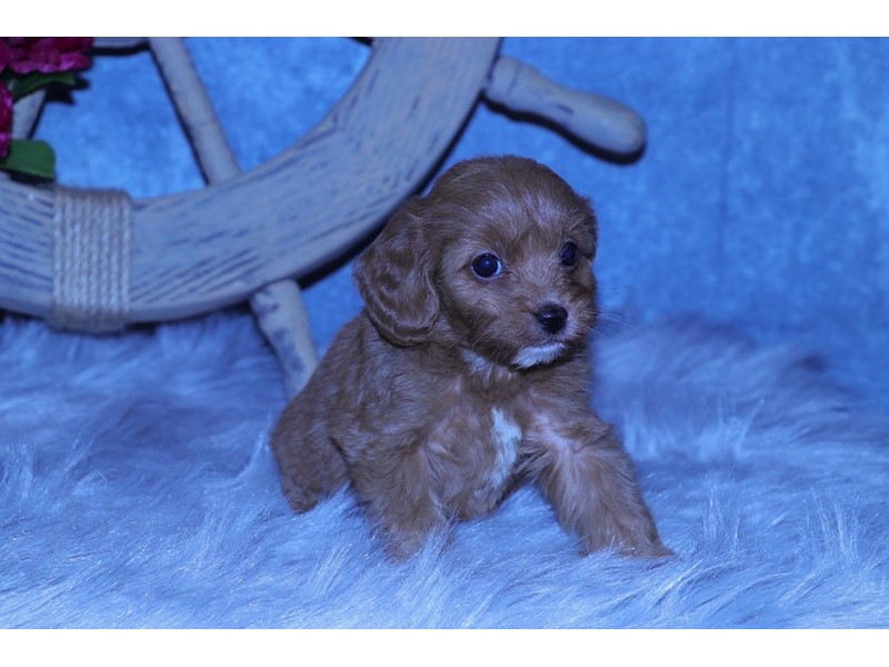 Pet Photo